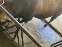 公牛, Swiss cattle — 照片 8
