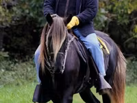 حصان, Rocky Mountain Horse — الصورة 5