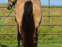 公马, Gypsy horse — 照片 7