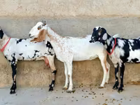 Cabra, Beetal goats — foto 2