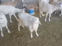 Cabro, Saanen goat — foto 6