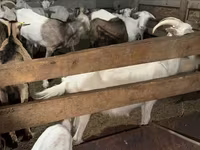عنزة, Saanen goat — الصورة 4