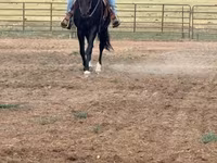 Yegua, National Show Horse — foto 1