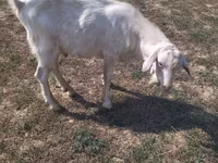 Billy Goat, Goats — photo 2