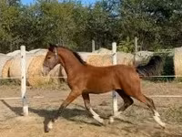 حصان, Dutch warmblood horse — الصورة 2