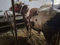 Bull, Ukrainian Red Pied Dairy cattle — photo 1