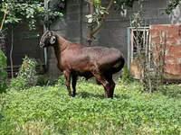 Ram, Sheep — photo 2