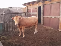 Bull, Auliyeatinskaya breed — photo 2