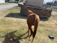 Hengst, Chilean horse — Foto 3