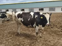 بقرة, Russian Black pied cattle — الصورة 5