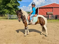 Horse (M), Pinto horses — photo 4