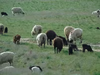 公羊, Sheep — 照片 5