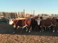 Bulle, Simmental cattle — Foto 1
