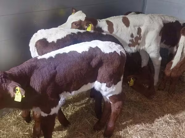 सांड, Simmental cattle