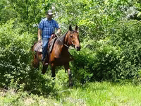 Horse (M), Standardbred — photo 8