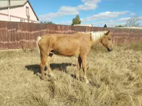母马, Horses — 照片 1