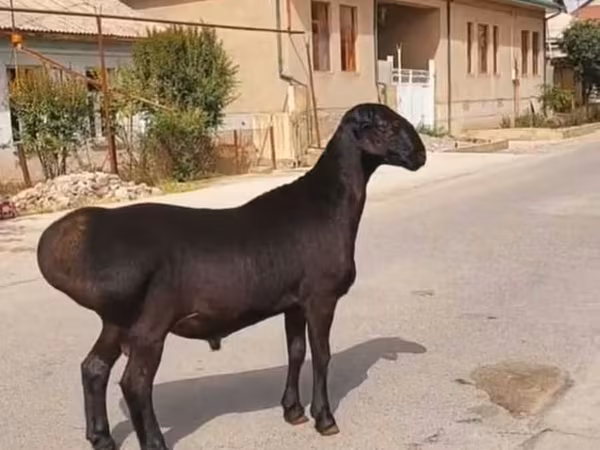 मेढ़ा, भेड़