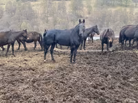 Horse (M), Karachay horse — photo 6