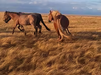 Caballo, Altai horse — foto 3