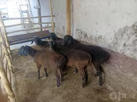 Ovejas (lote, sexo no especificado), Ovejas — foto 1