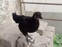爪哇黑鸡 — 照片 3
