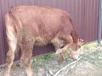 母牛, Swiss cattle — 照片 2