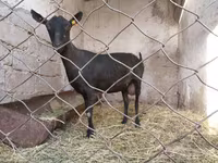 عنزة, Murcia-Granada goats — الصورة 4