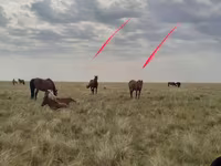 घोड़ी, Horse breed — फ़ोटो 1