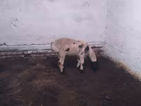 公羊, Suffolk sheep — 照片 2
