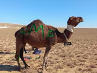 Camel, Arvana camel — photo 2