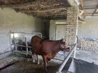 Bull, Red Estonian cattle — photo 2