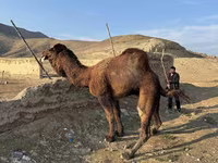 Camel, Camels — photo 4