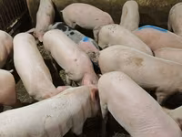 خنزيرة, Макстер — الصورة 6