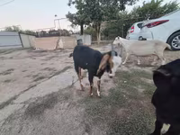 عنزة, Saanen goat — الصورة 7