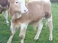 Cattle (batch, sex not specified), Simmental cattle — photo 3