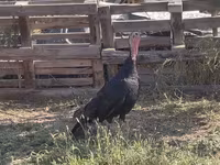 Norfolk Negro — foto 3