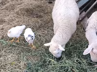 Widder, Romanov sheep — Foto 3