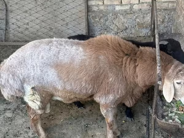 كبش, Arashan sheep