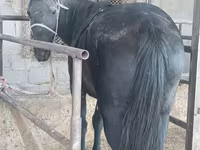 Mare, Horses — photo 2