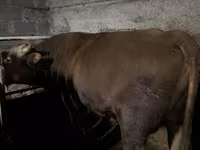 Bull, Cattle — photo 5