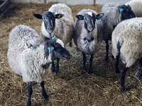 نعجة, Romanov sheep — الصورة 2