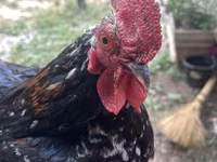 Japanisches Bantam — Foto 1