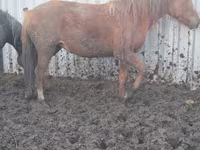 Yegua, Caballos — foto 1