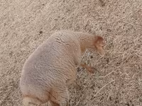 绵羊（批次，未指定性别）, Sheep — 照片 4
