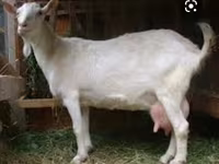 公山羊, Saanen goat — 照片 3