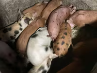 Boar, Pigs — photo 2