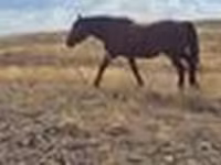 فرس, Kazakh horse — الصورة 5