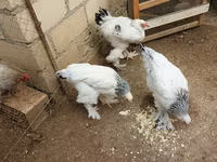 婆罗门鸡 — 照片 2