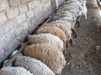 Ram, Sheep — photo 5