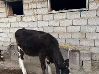 ثور, الماشية — الصورة 7